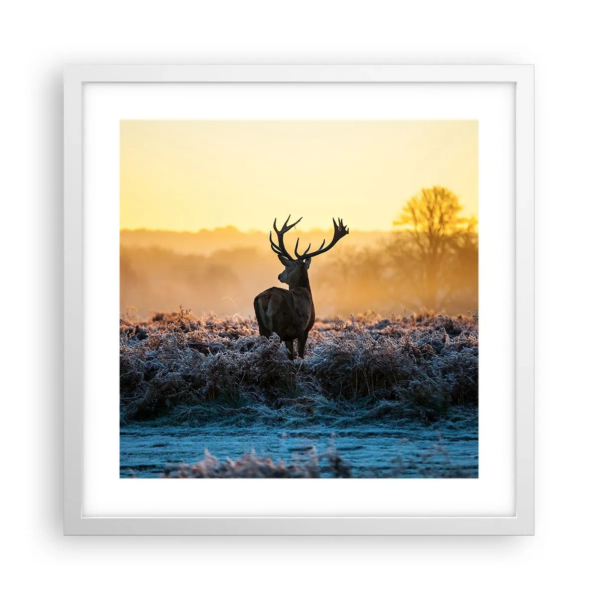 Poster în ramă albă - Încoronat pe domeniul său - 40x40 cm