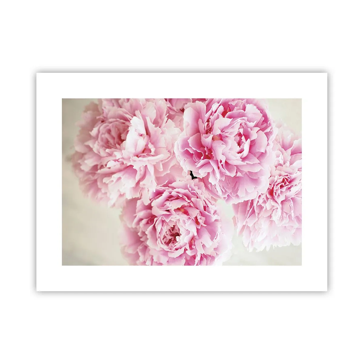 Poster - În luxul roz - 40x30 cm