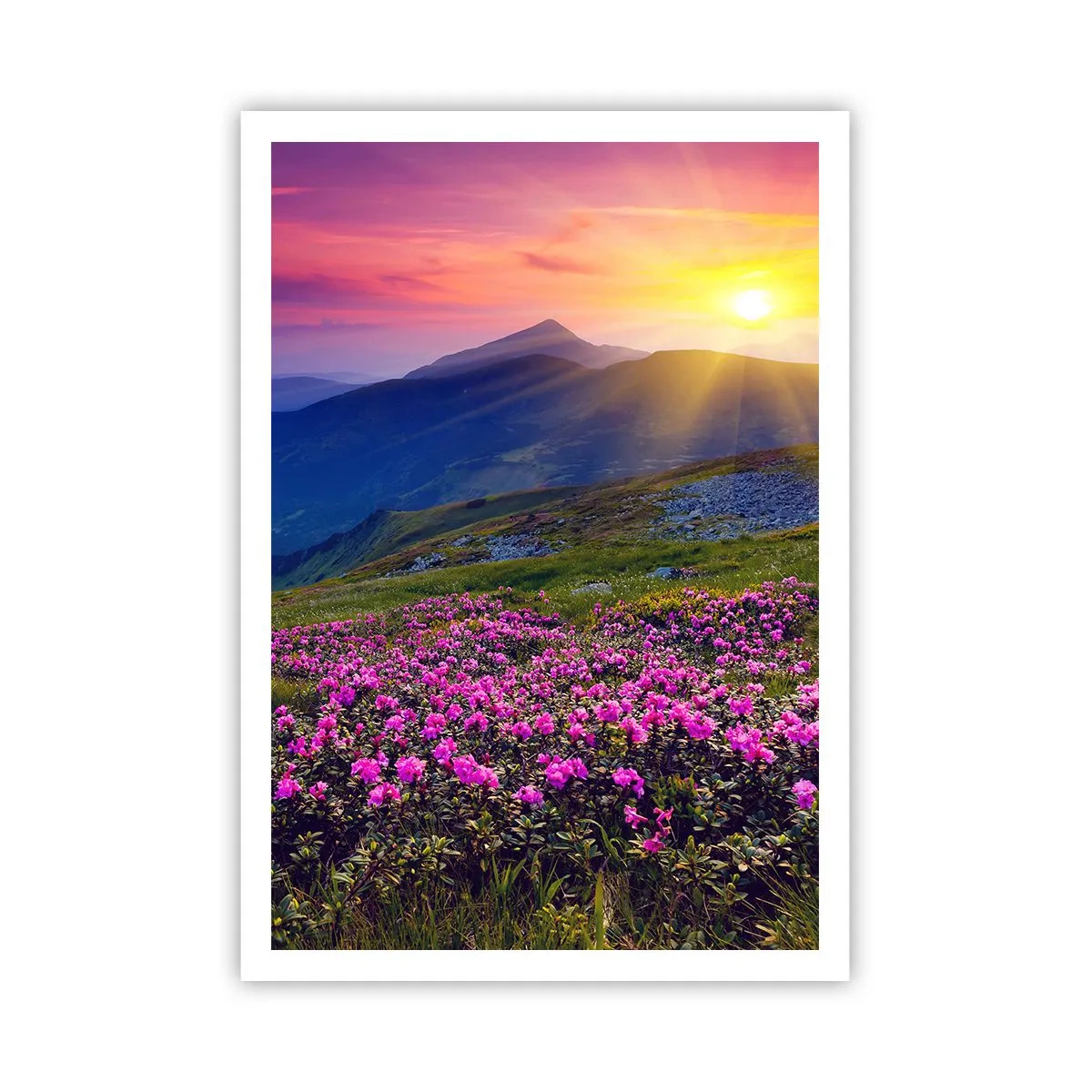 Poster - ... Și peste tot în jur se simte un miros de jneapăn și parfum de ierburi... - 70x100 cm