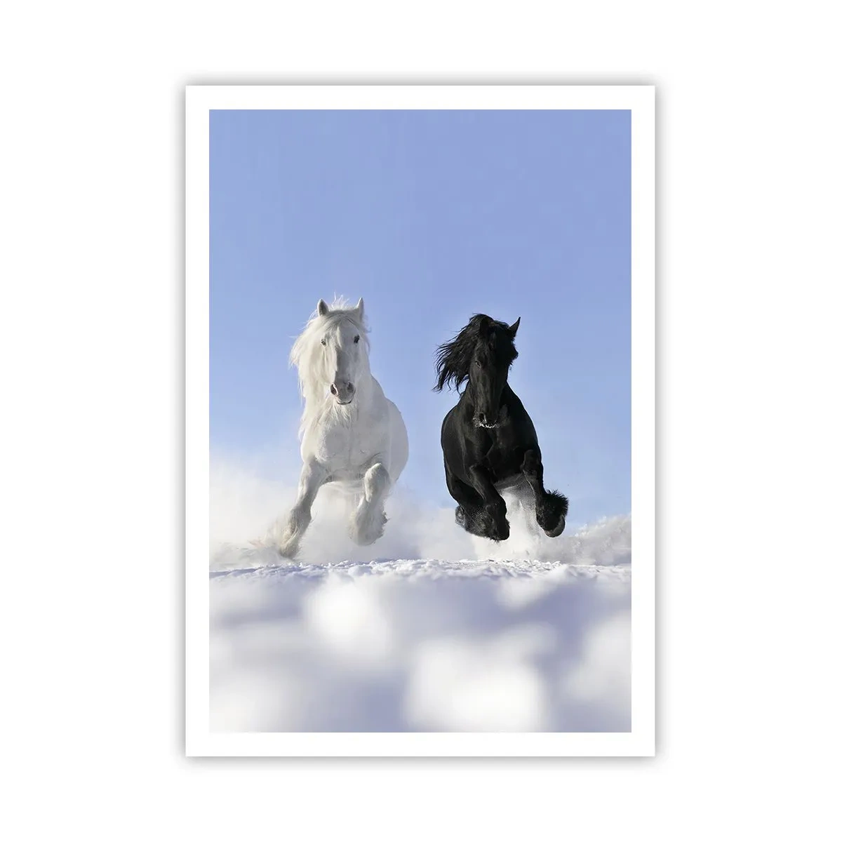 Poster - Galop de alb și negru - 70x100 cm
