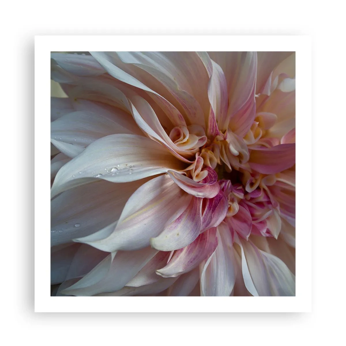 Poster - Prospețime înfloritoare - 60x60 cm