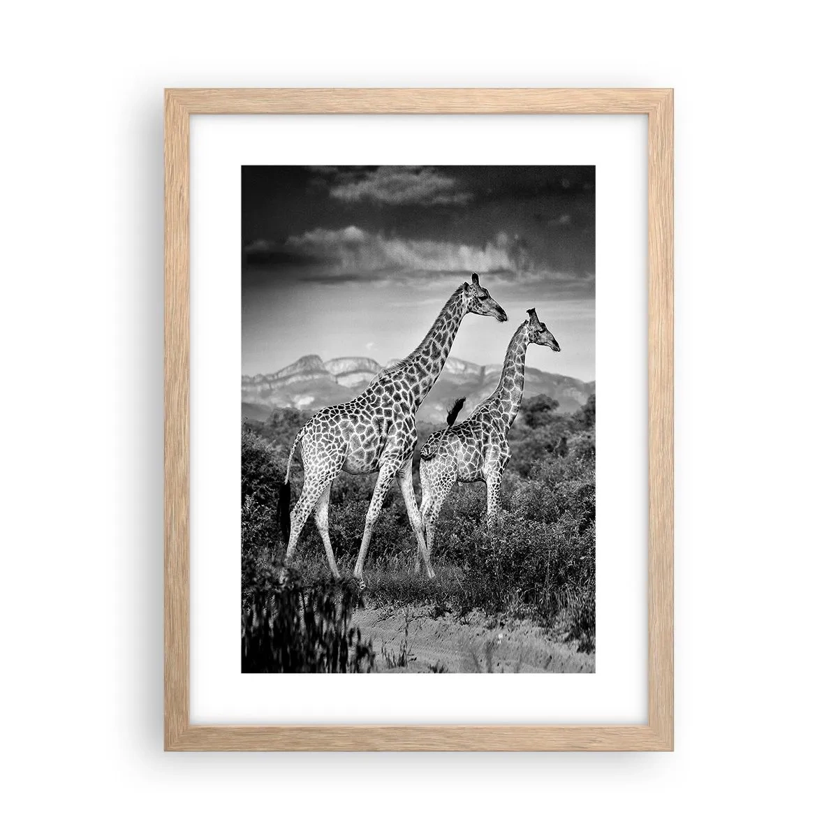 Poster în ramă de stejar deschis - Clasele superioare din Africa - 30x40 cm