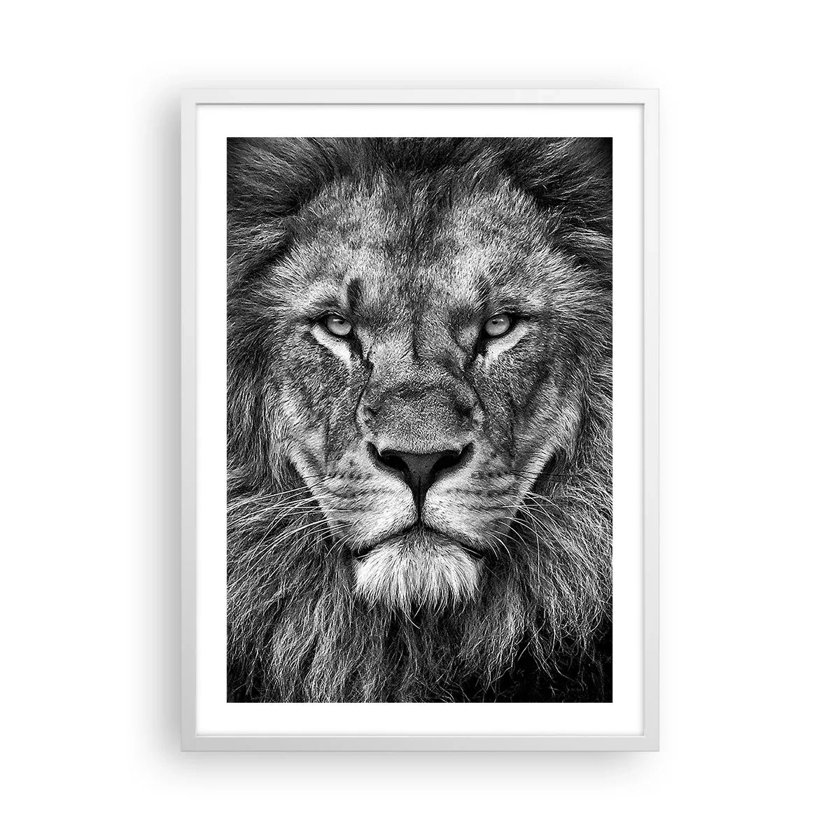 Poster în ramă albă - În ținuta de încoronare - 50x70 cm