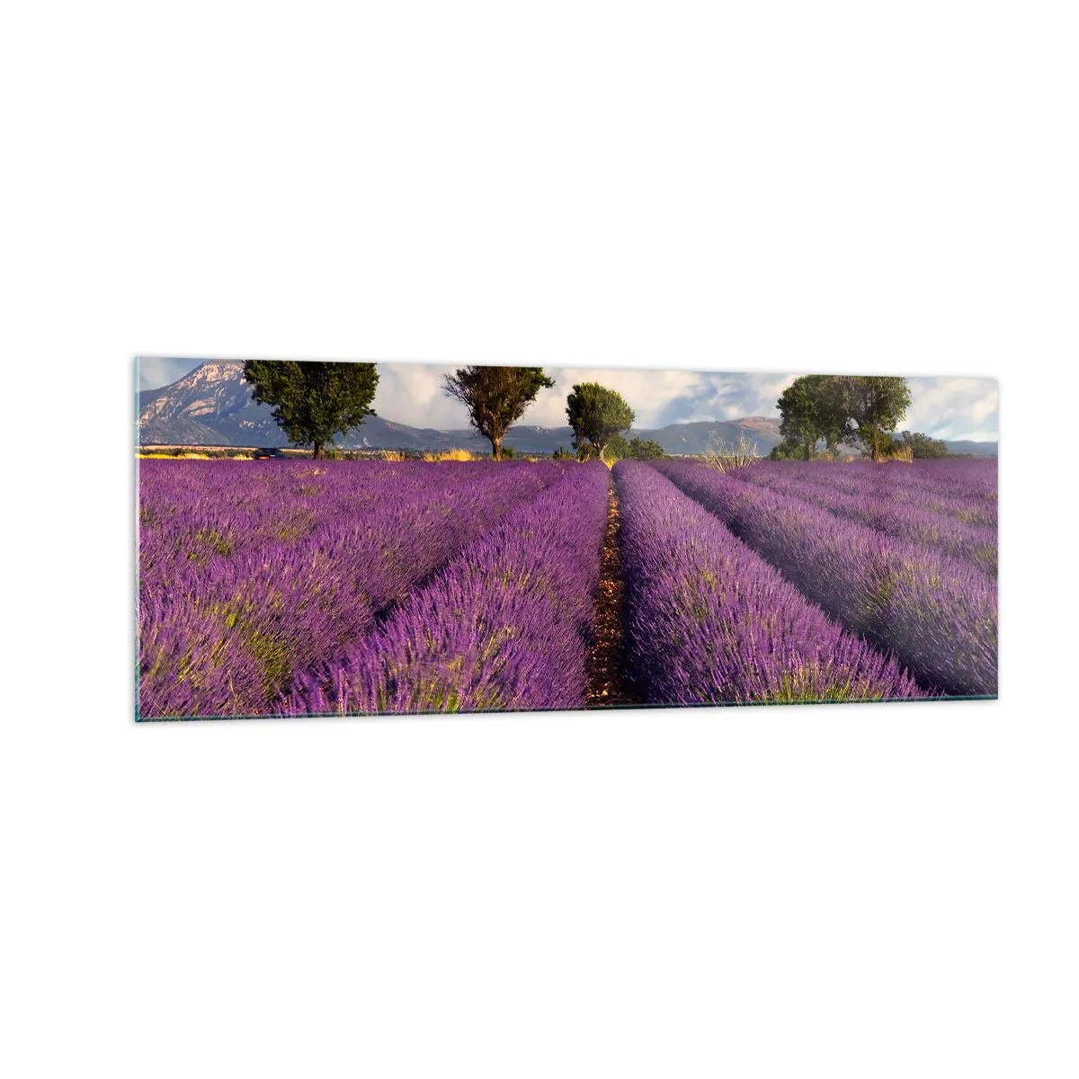 Tablou pe sticlă - Câmpuri de lavandă - 140x50 cm
