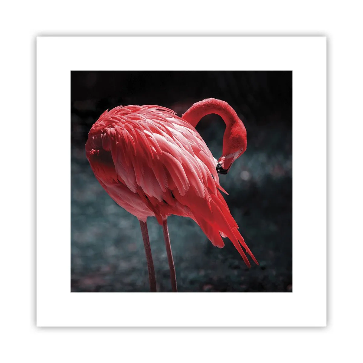 Poster - Poemul purpuriu al naturii - 30x30 cm