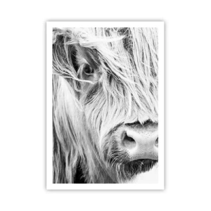 Poster - Sălbăticie scoțiană - 70x100 cm