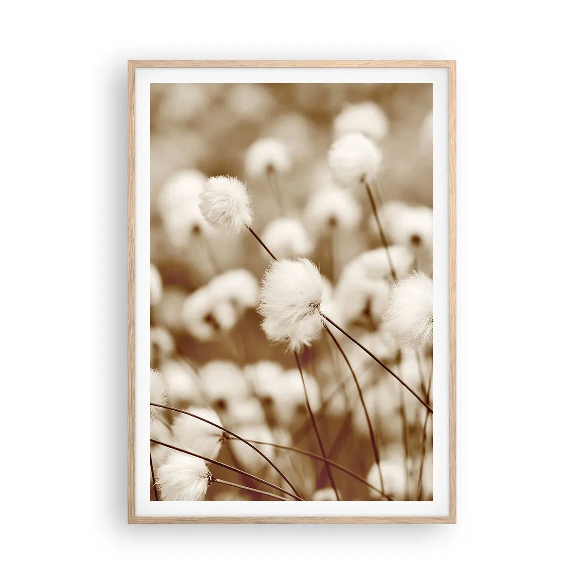 Poster în ramă de stejar deschis - Câmp pufos - 70x100 cm