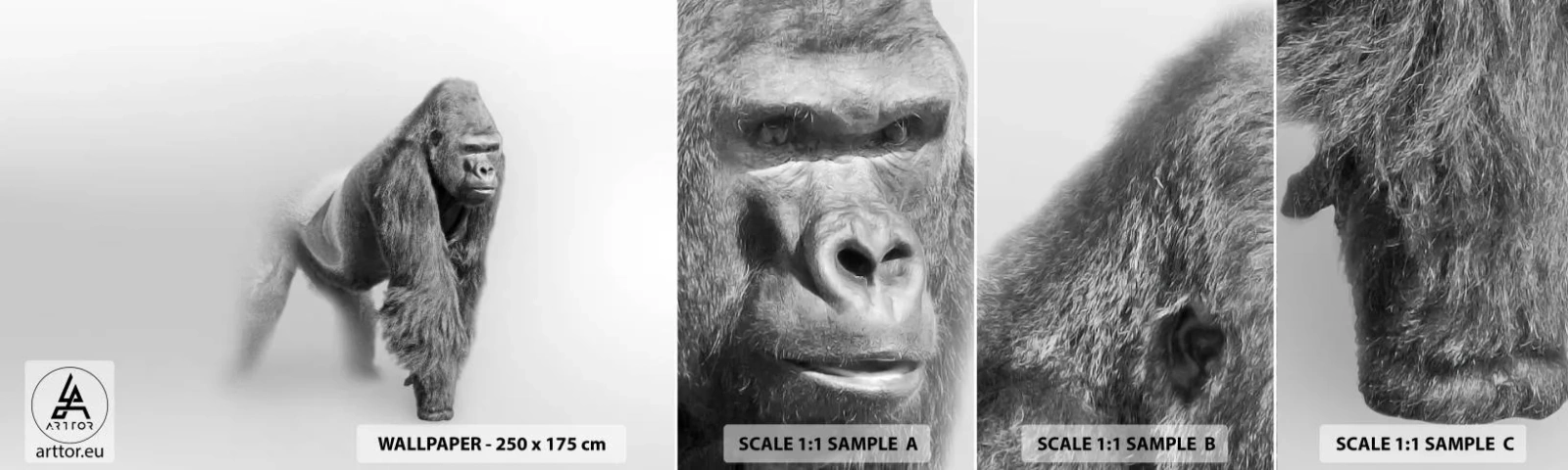 Mostră de Tapet Standard Eco - Încrezător în puterea lui - Animale, Gorilă, Maimuţă - 100x30 cm
