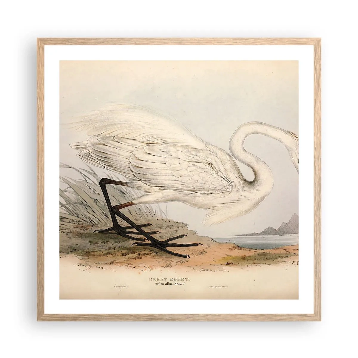 Poster în ramă de stejar deschis - Doamna în stufărișuri - 60x60 cm