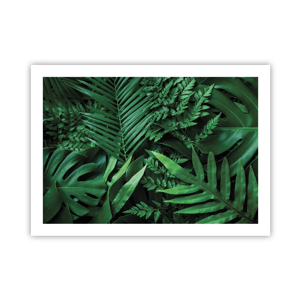 Poster - Înfășurate în verde - 70x50 cm