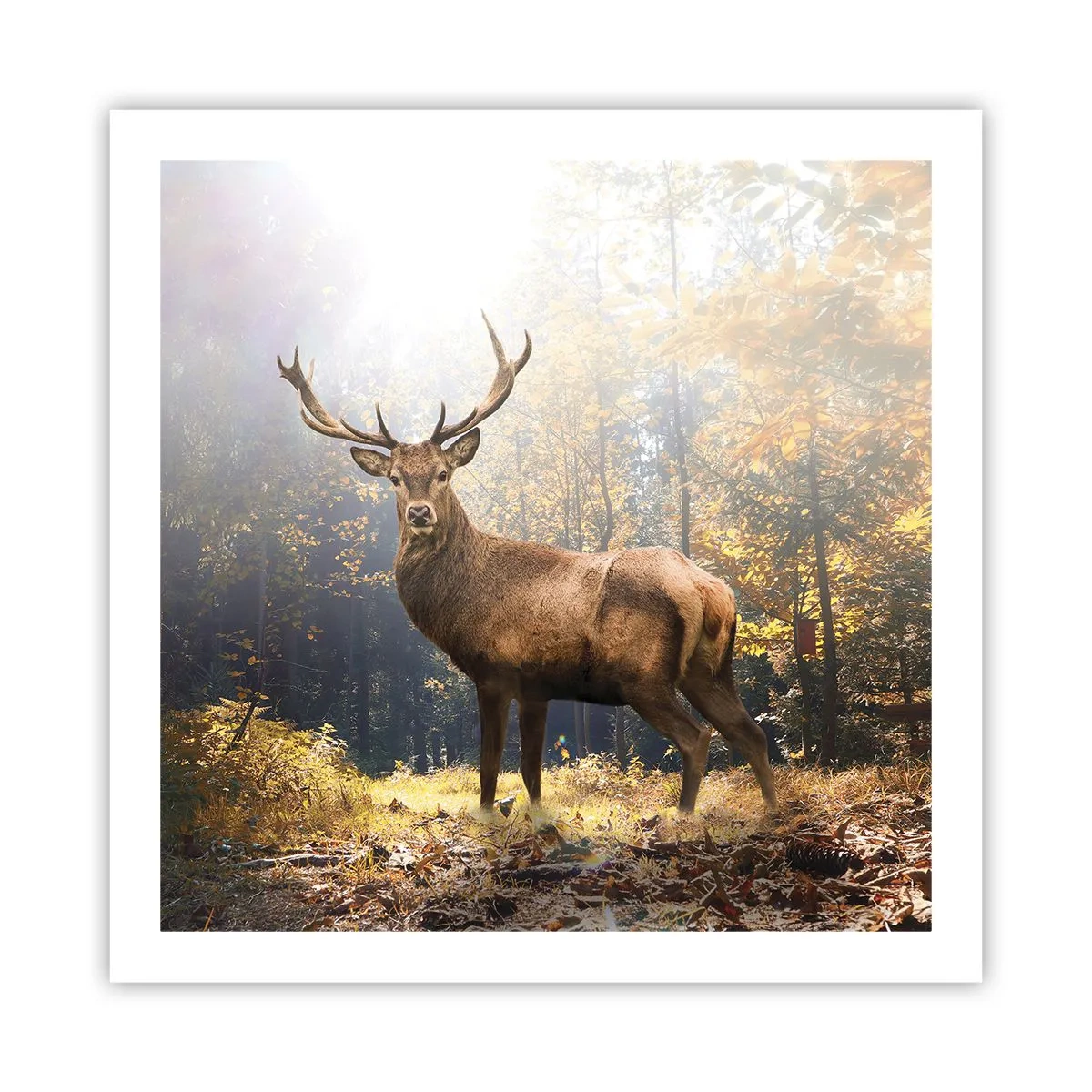 Poster - Măreție calmă - 60x60 cm