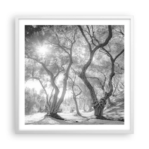 Poster în ramă albă - Într-o livadă de măslini - 60x60 cm