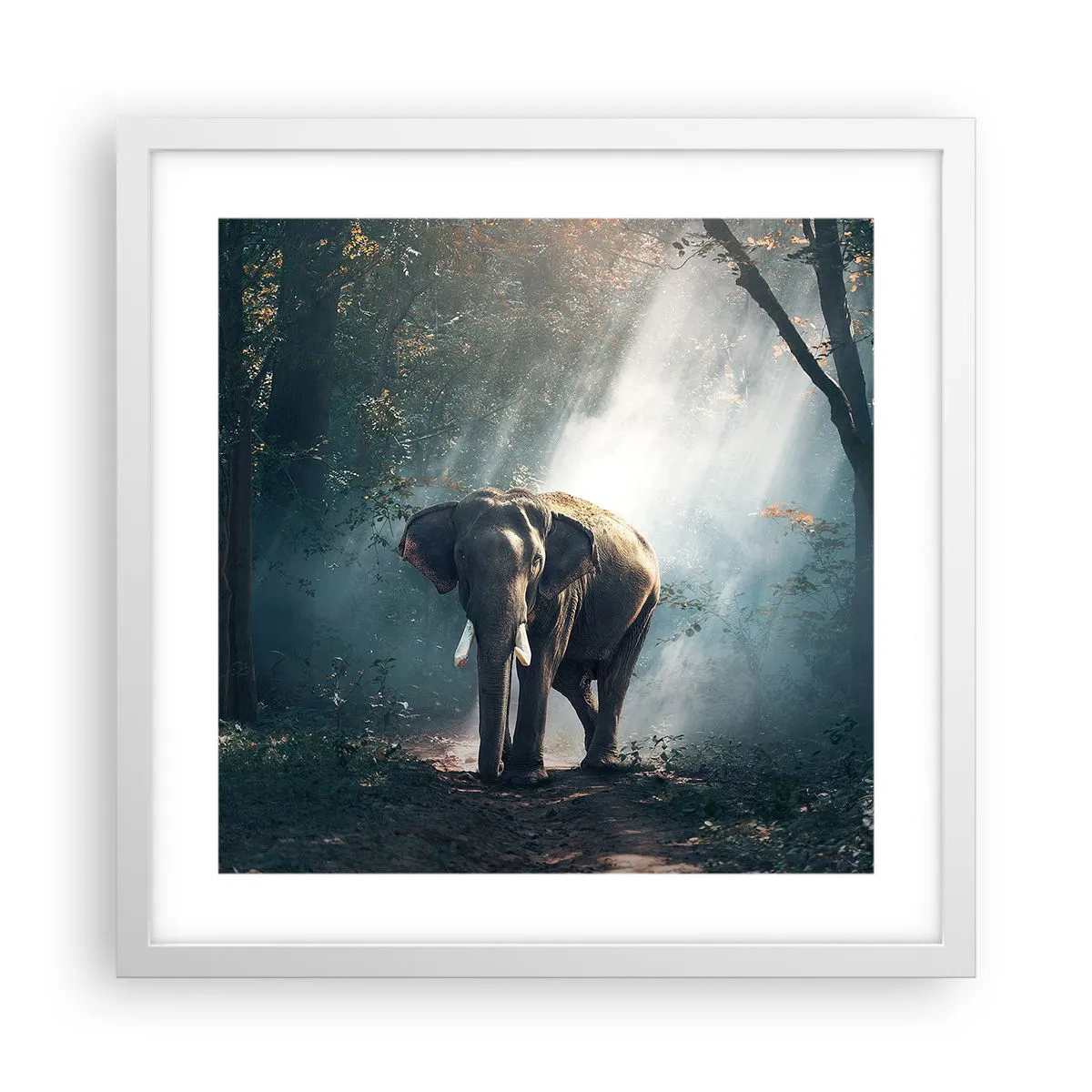 Poster în ramă albă - O plimbare liniștită - 40x40 cm