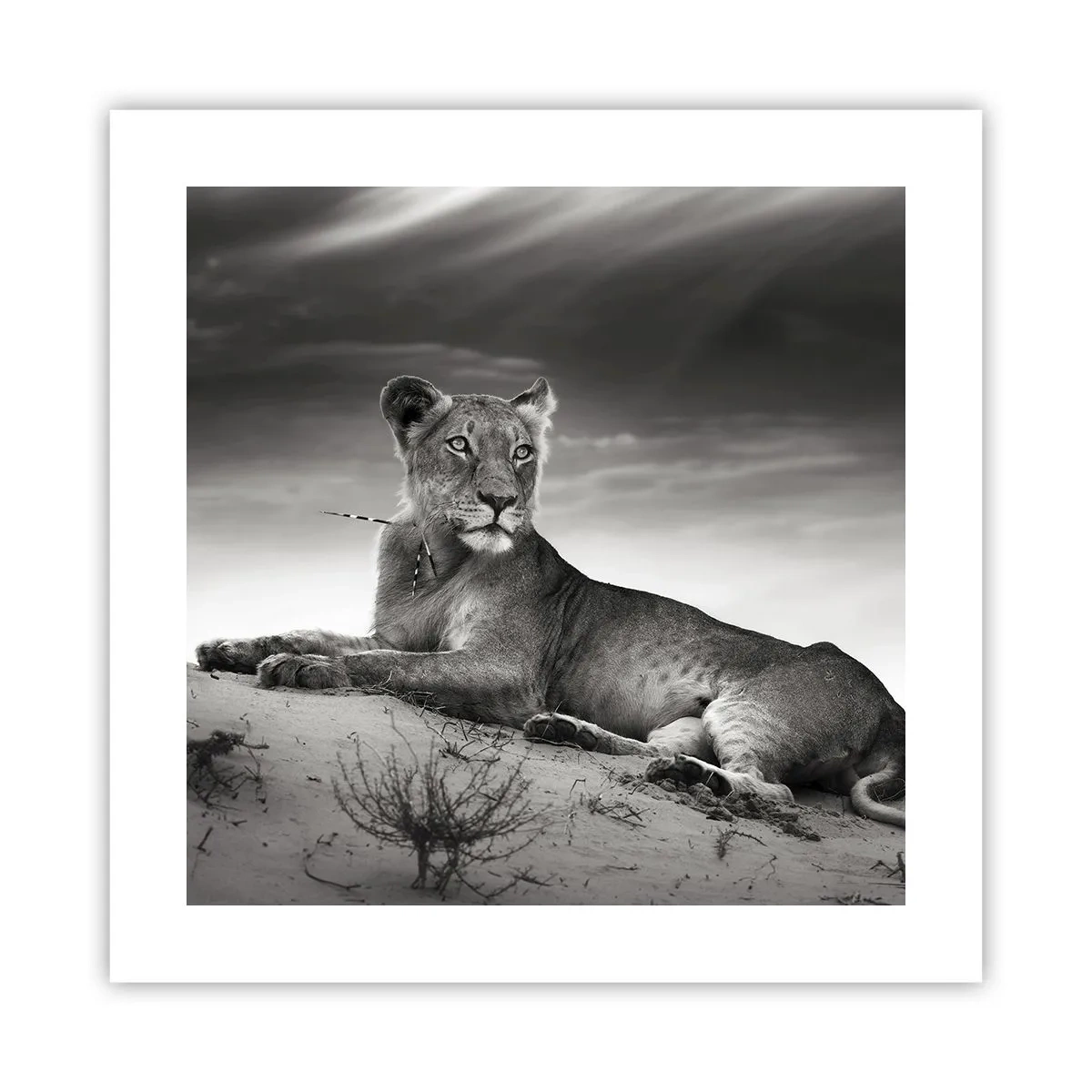 Poster - Odihna reginei deșertului - 40x40 cm