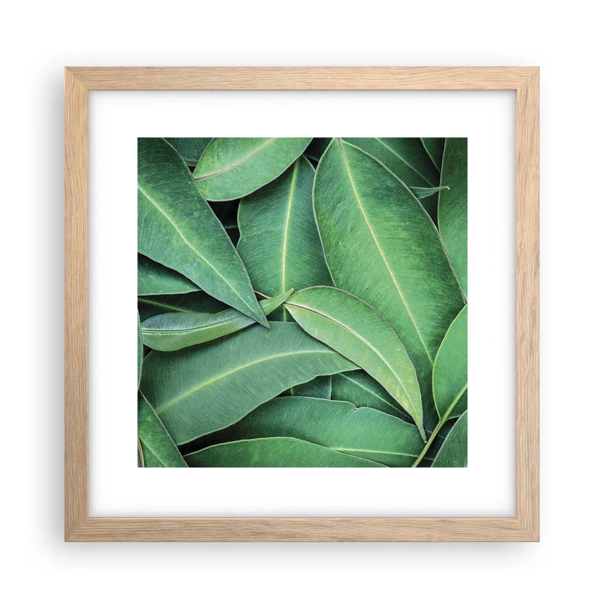 Poster în ramă de stejar deschis - Suculente și proaspete - 30x30 cm