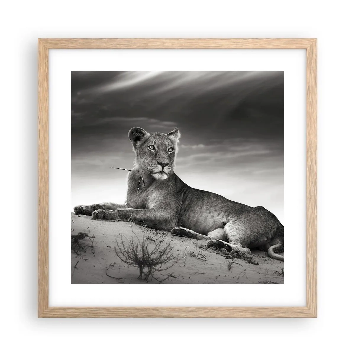 Poster în ramă de stejar deschis - Odihna reginei deșertului - 40x40 cm
