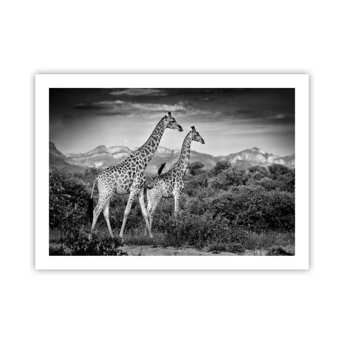 Poster - Clasele superioare din Africa - 70x50 cm