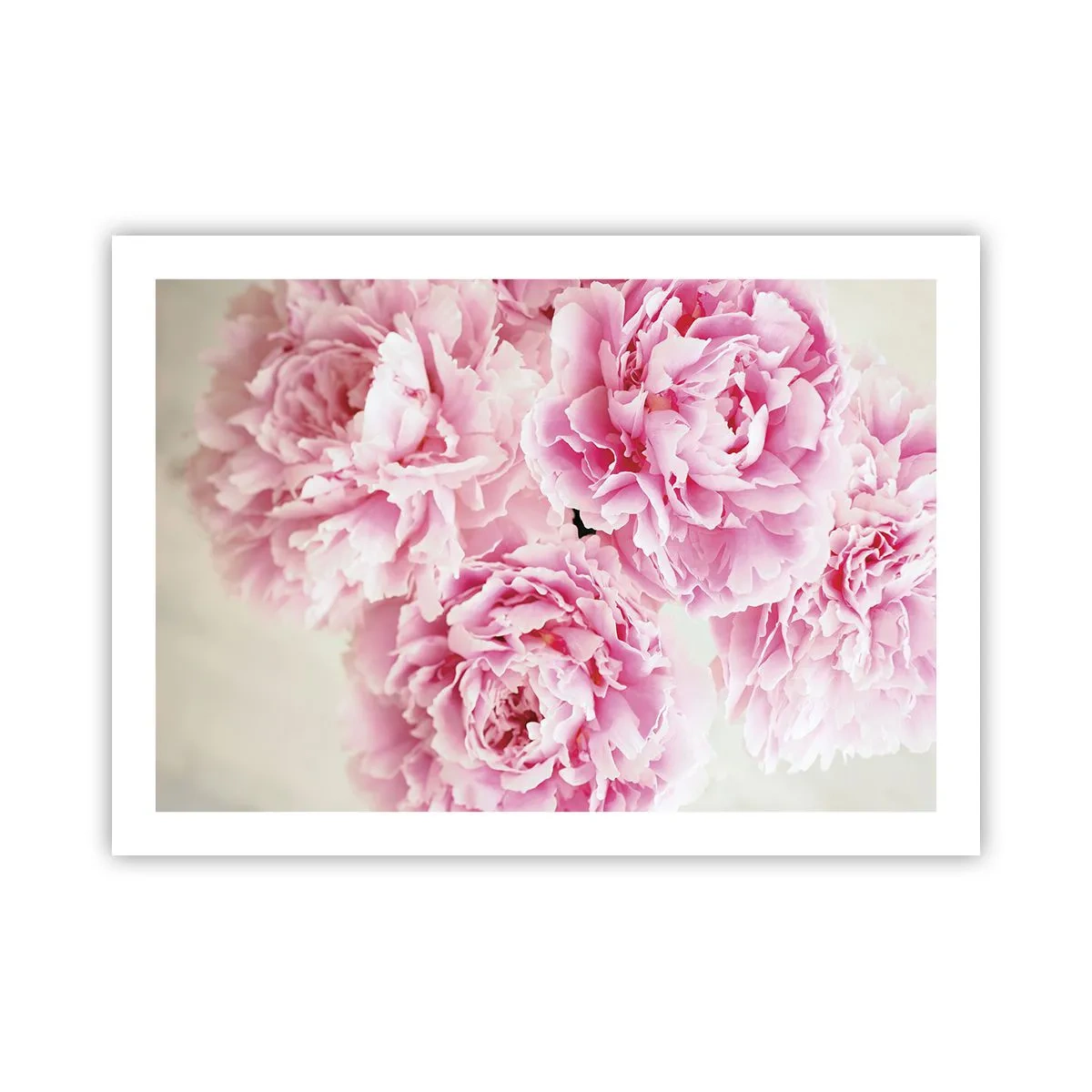 Poster - În luxul roz - 70x50 cm