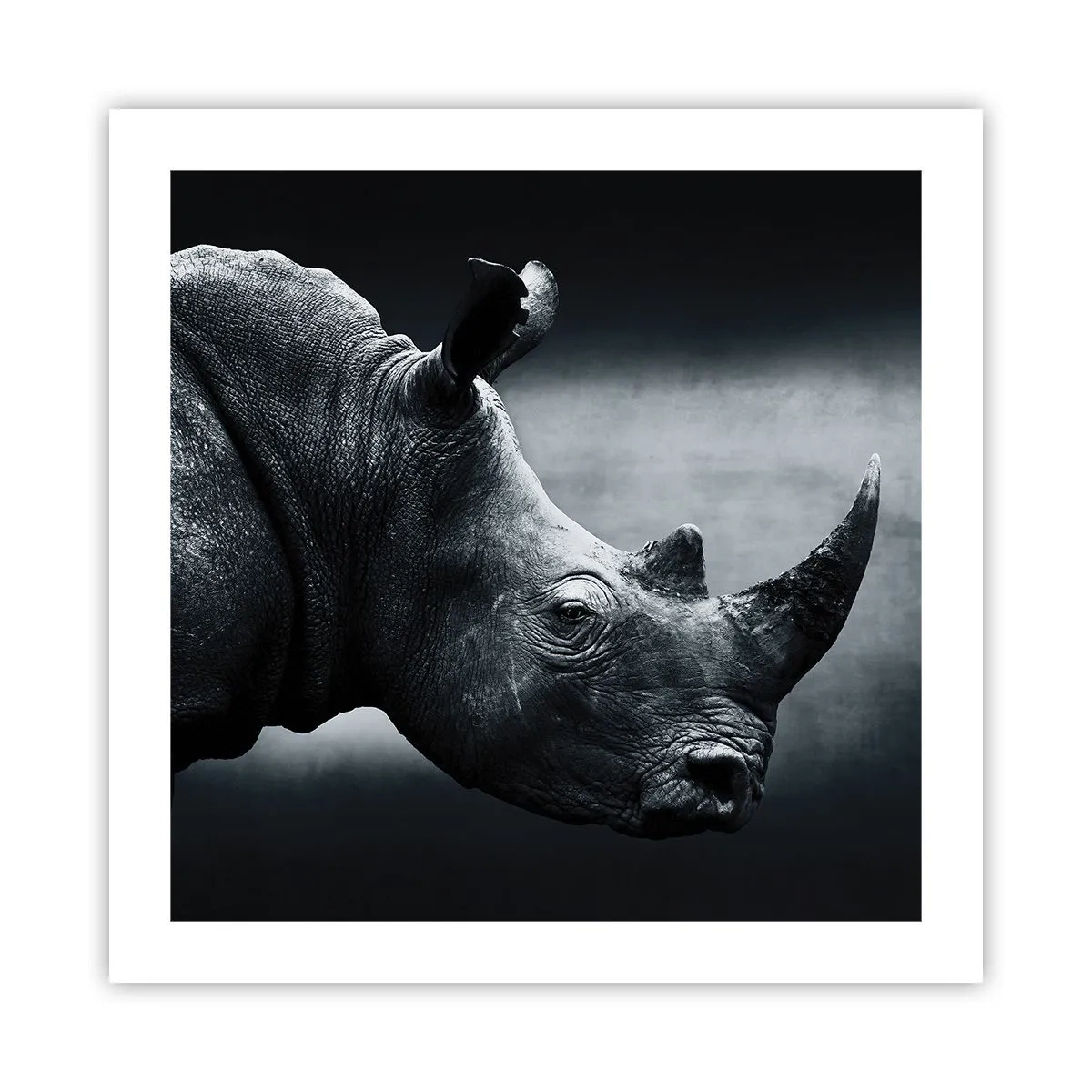 Poster - Profil drept - 50x50 cm