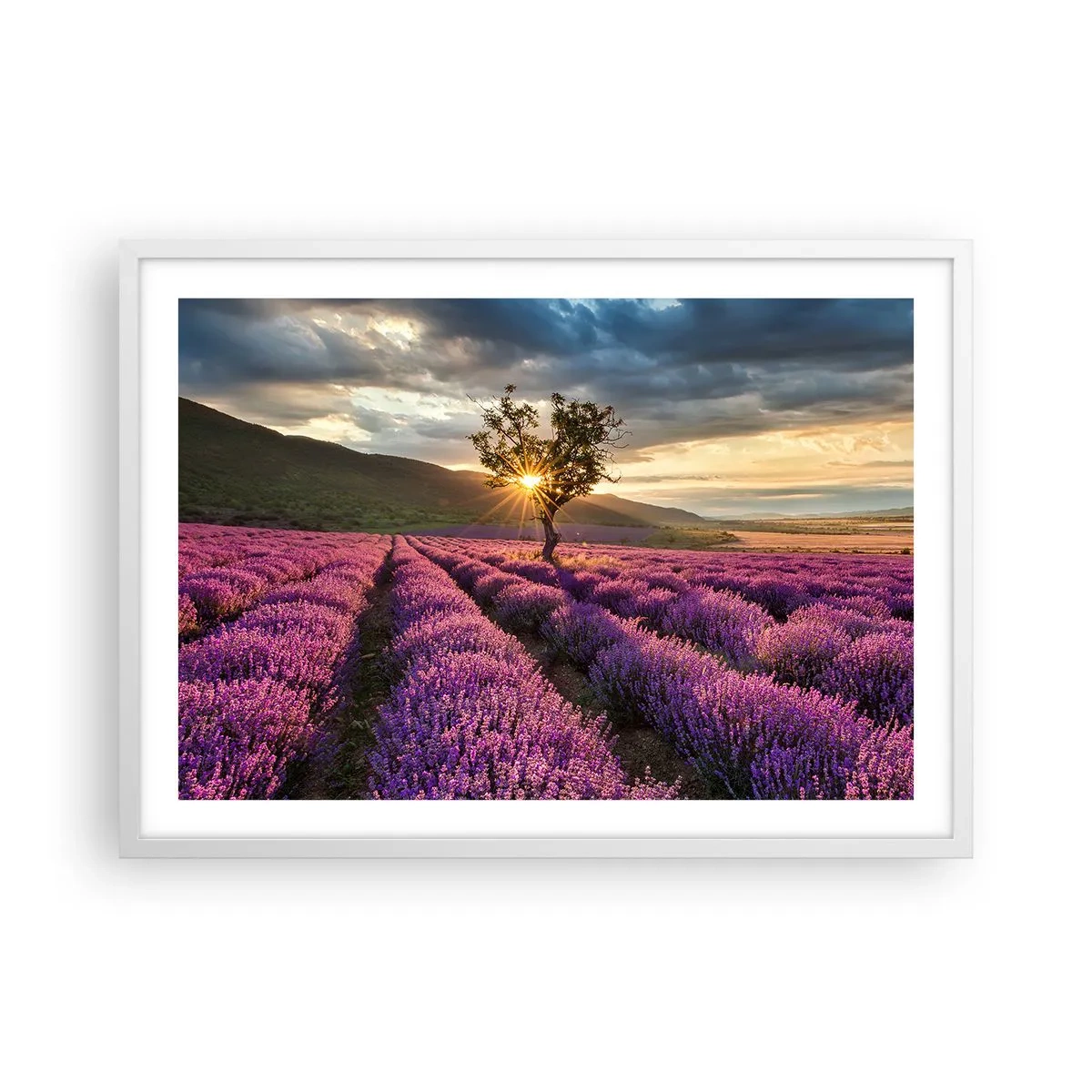Poster în ramă albă - Aroma în liliac - 70x50 cm