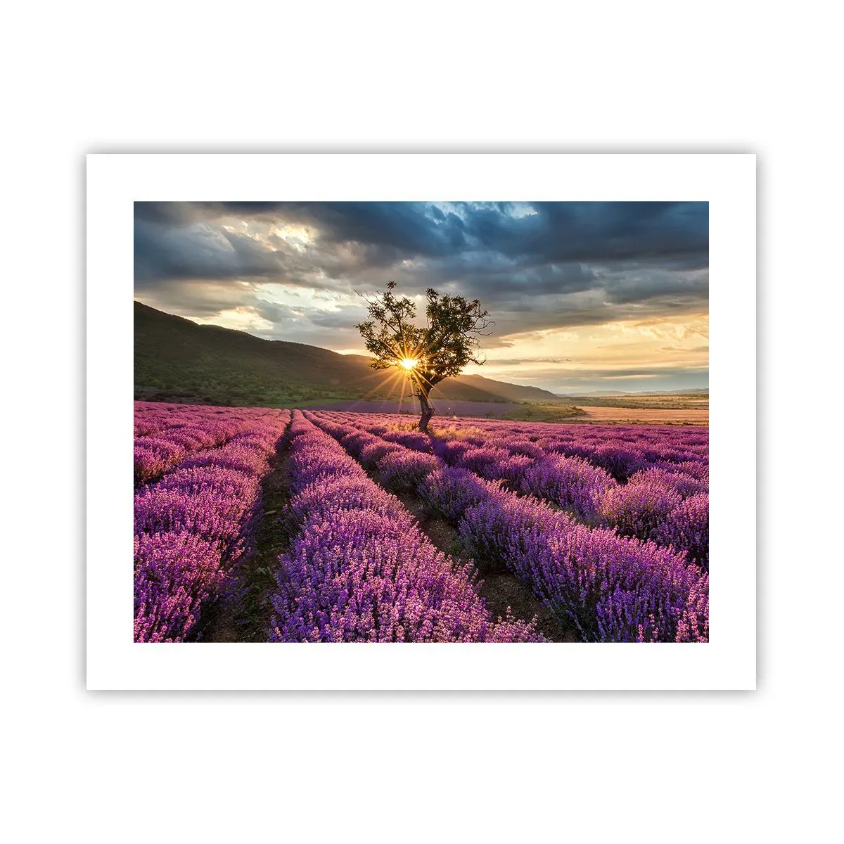 Poster - Aroma în liliac - 50x40 cm