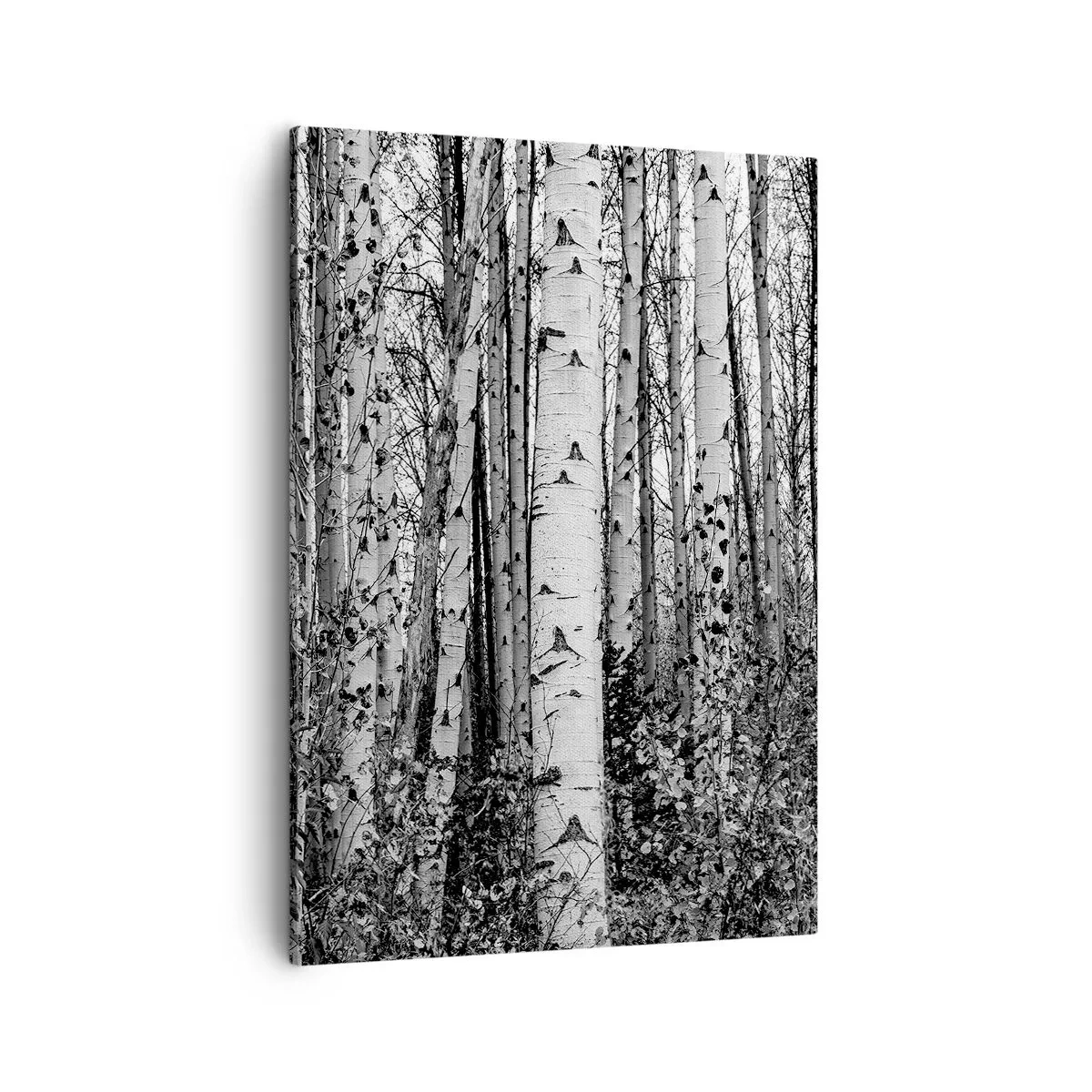 Tablou pe pânză - Coloane de mesteacăn - 50x70 cm