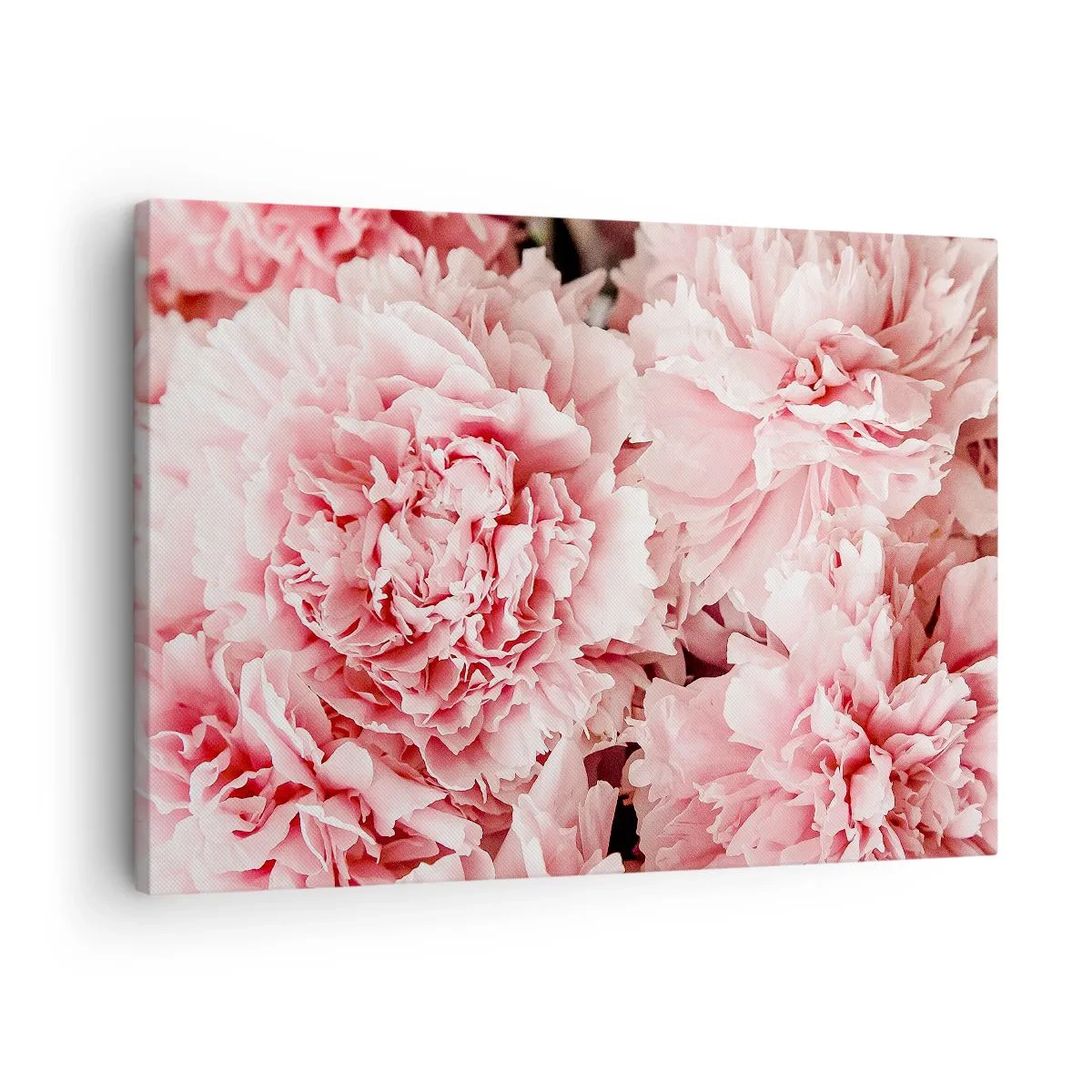 Tablou pe pânză Canvas - Bujori roz subtili într-un cadru delicat - 70x50cm - Visul roz - Decorațiune modernă pentru perete pentru living și dormitor ARTTOR