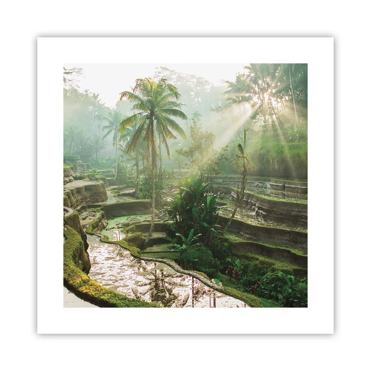 Poster - Crescând la soare - 40x40 cm