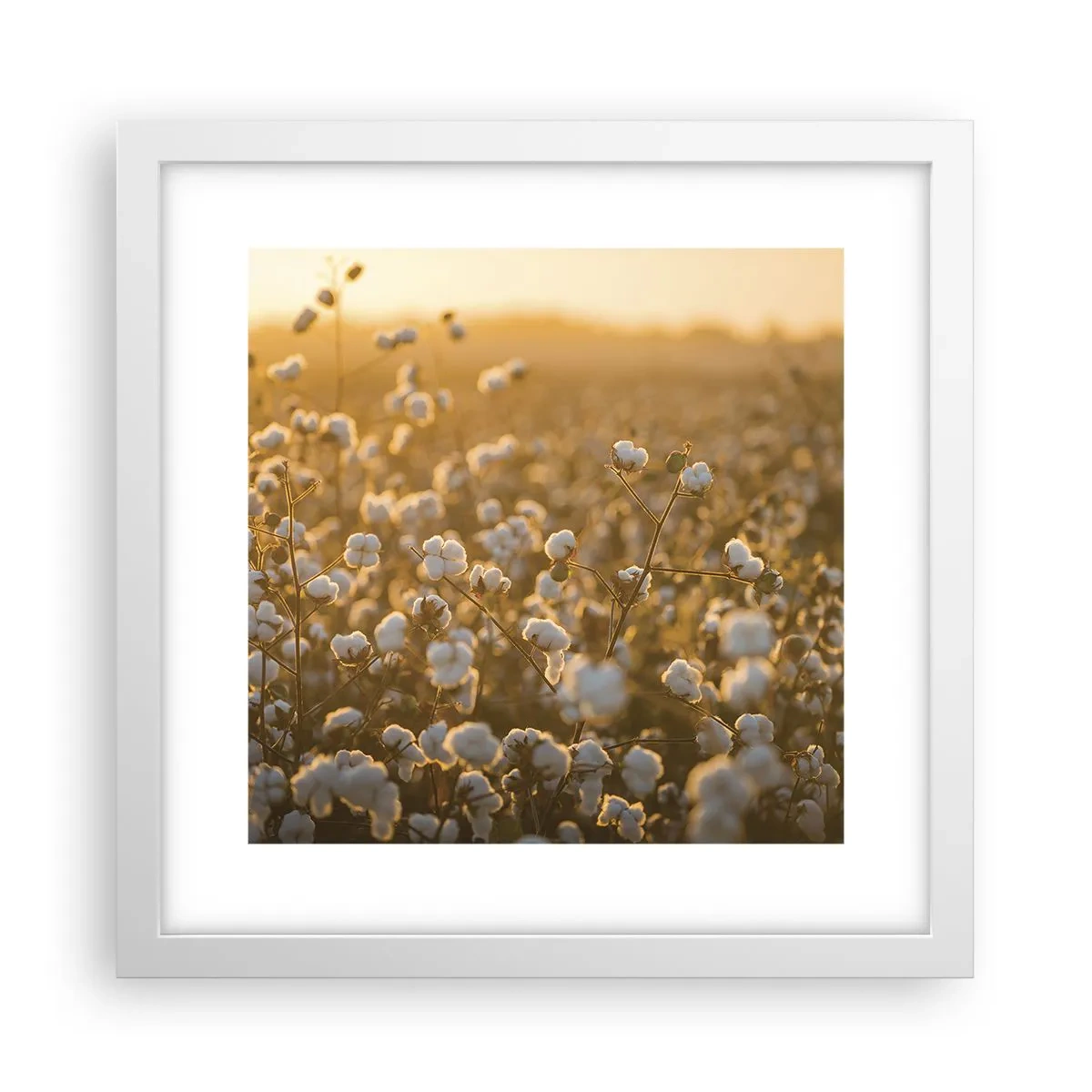 Poster în ramă albă - Câmp pufos - 30x30 cm
