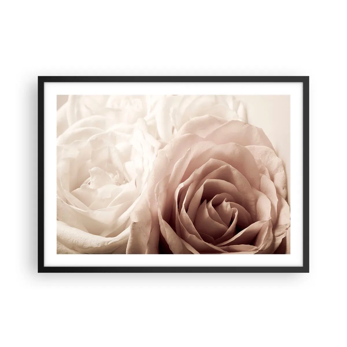 Poster în ramă neagră - În inima unui trandafir - 70x50 cm