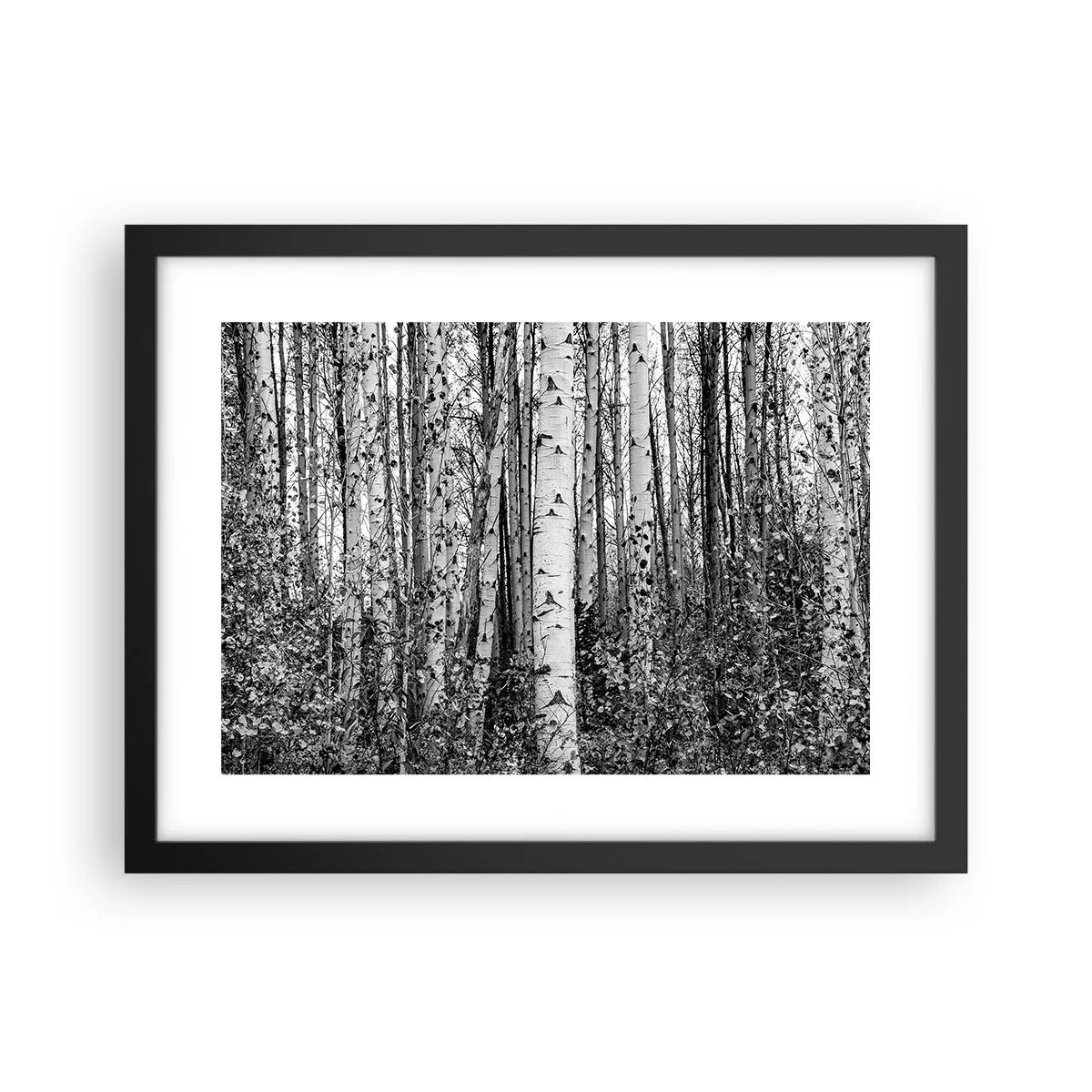 Poster în ramă neagră - Coloane de mesteacăn - 40x30 cm