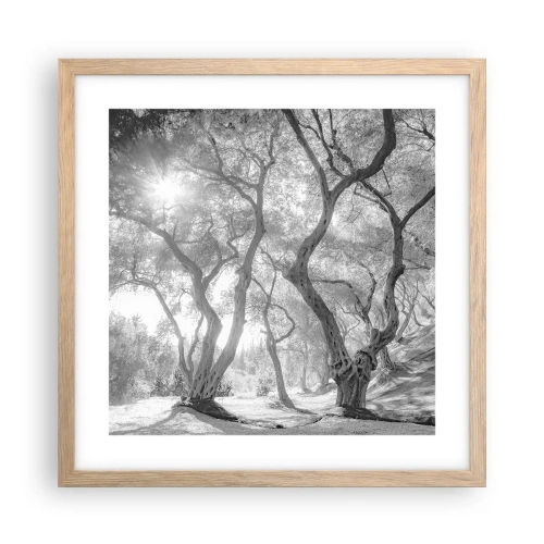 Poster în ramă de stejar deschis - Într-o livadă de măslini - 40x40 cm