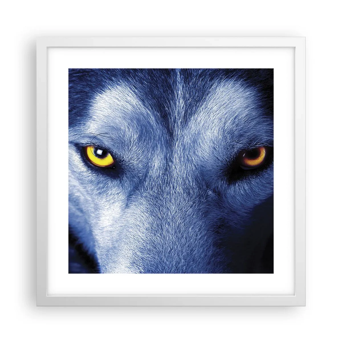 Poster în ramă albă - O privire hipnotizantă - 40x40 cm