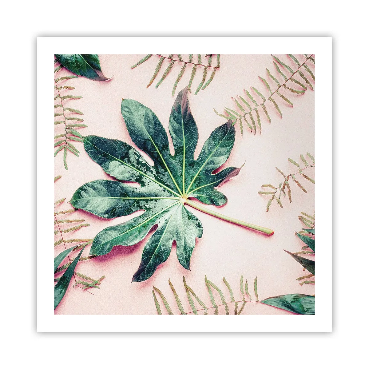 Poster - Studiu de verdeață pe un fundal roz - 60x60 cm