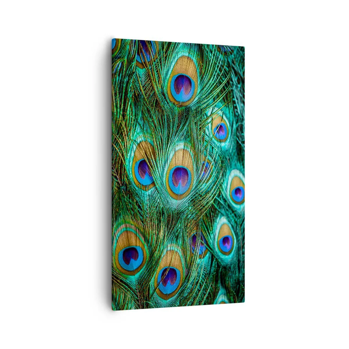 Tablou pe pânză - O privire cu ochi de păun - 55x100 cm