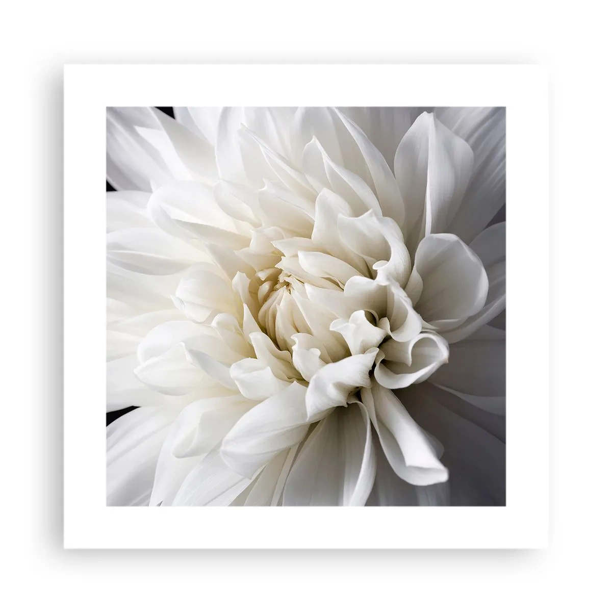 Poster - Dimineața miresei - 40x40 cm