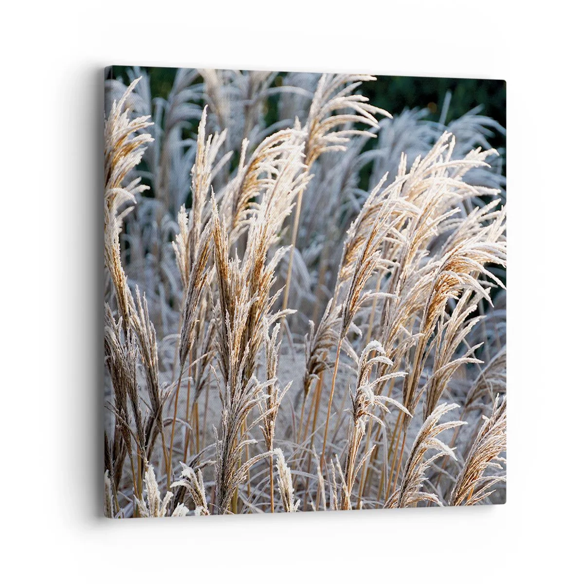 Tablou pe pânză - Împodobite cu brumă - 40x40 cm