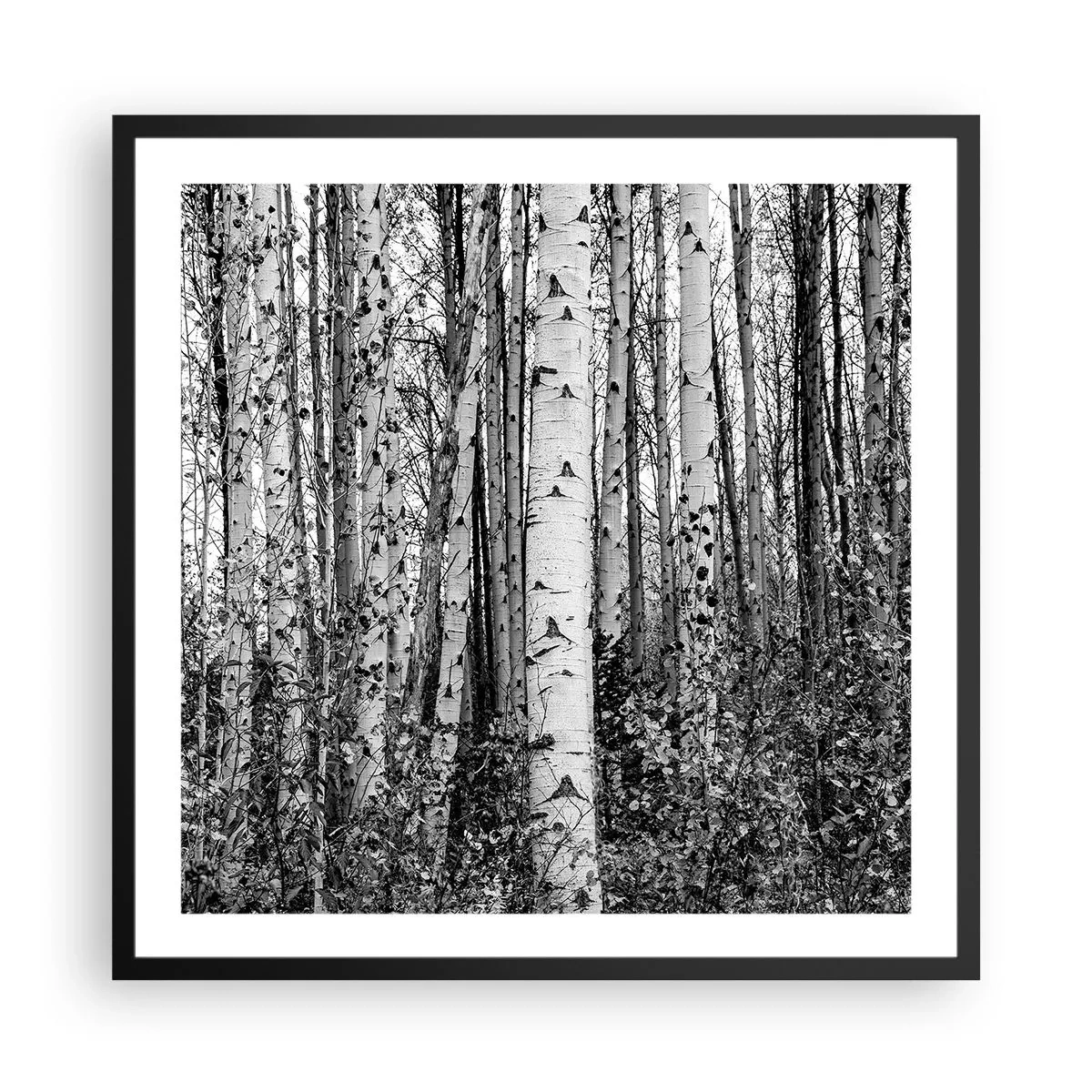 Poster în ramă neagră - Coloane de mesteacăn - 60x60 cm