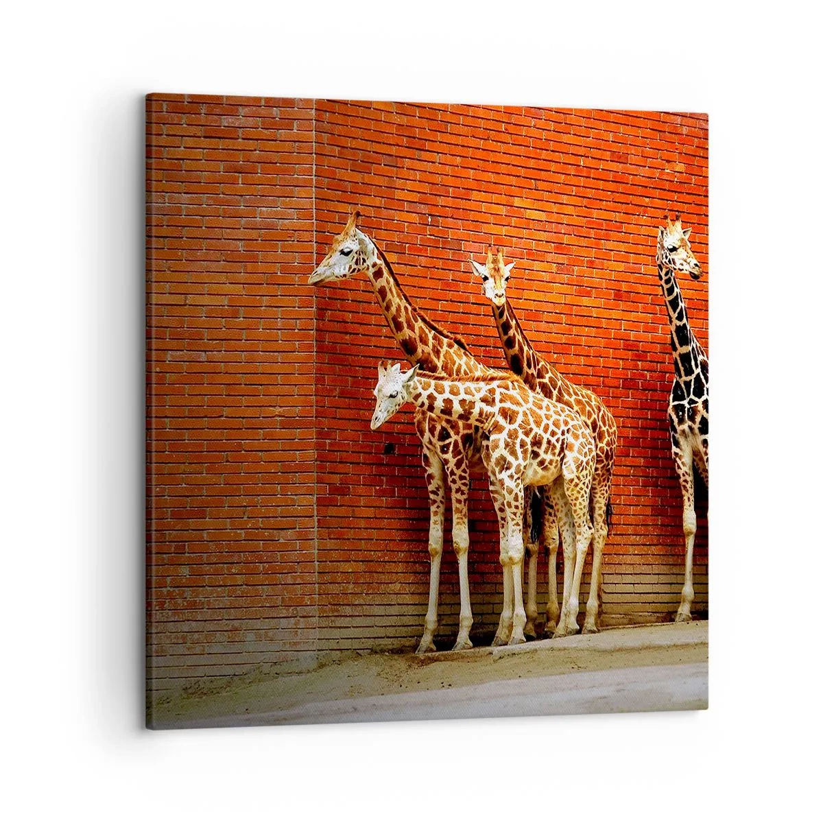 Tablou pe pânză - Vezi vreun salcâm? - 50x50 cm