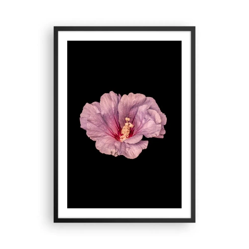 Poster în ramă neagră - delicată floare de hibiscus roz pe fundal negru - 50x70cm - Direct la inimă - Decorațiune modernă pentru perete pentru living și dormitor ARTTOR