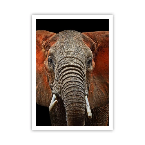 Poster - Sunt sălbatic, și tu? - 70x100 cm