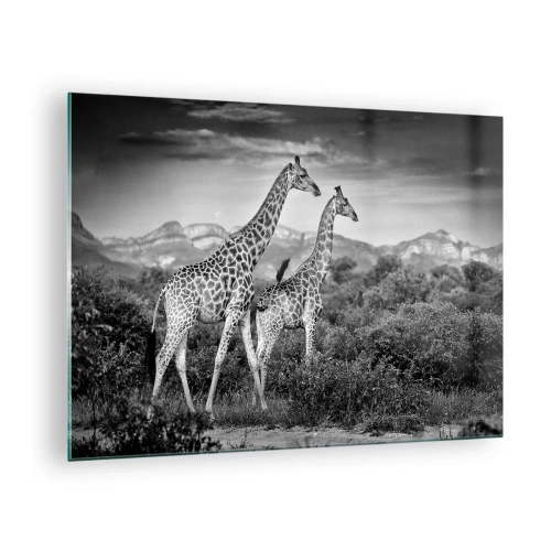Tablou pe sticlă - fotografie alb-negru a două girafe în savană. - 70x50cm - Clasele superioare din Africa - Decorațiune modernă pentru perete pentru living și dormitor ARTTOR