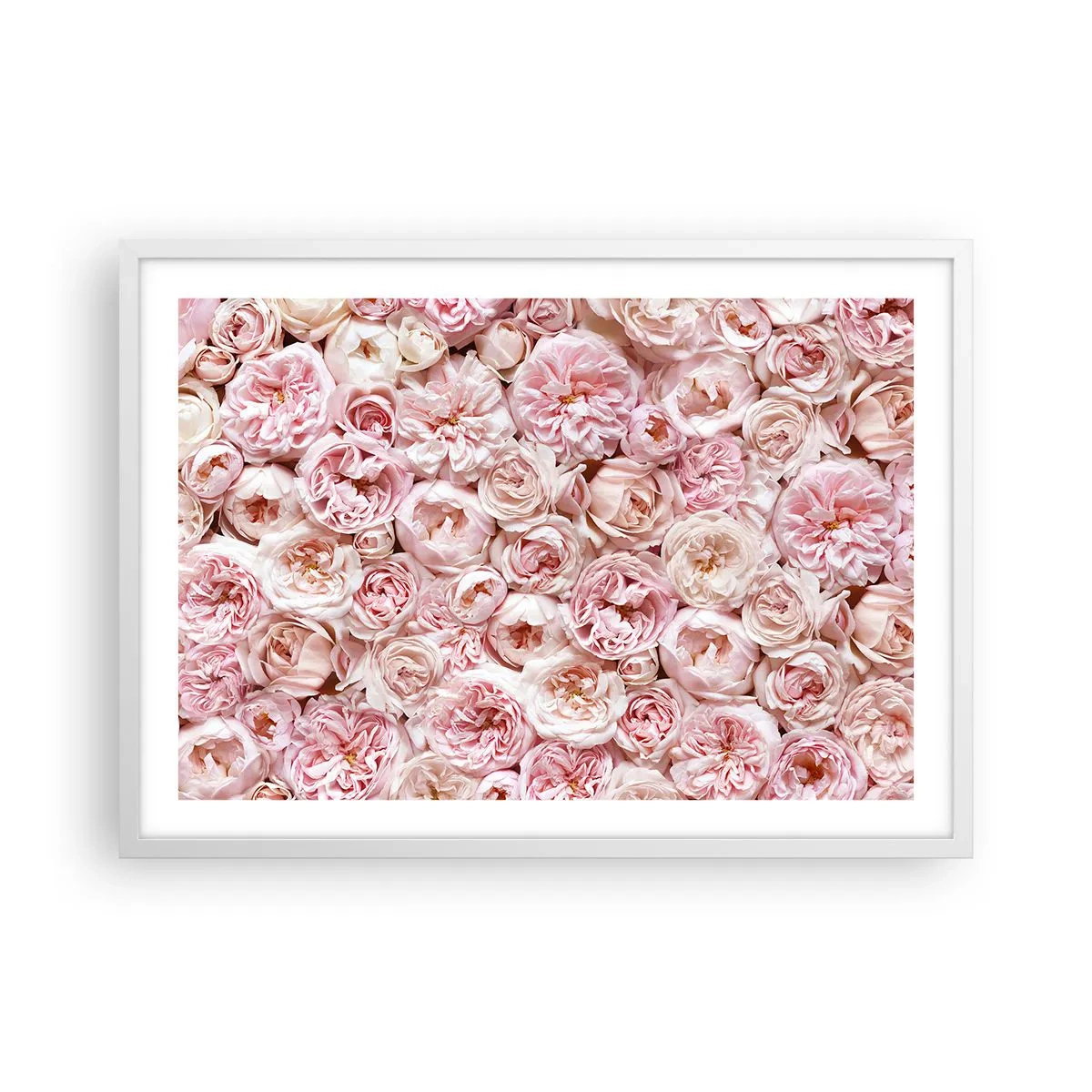 Poster în ramă albă - Presărat cu trandafiri - 70x50 cm