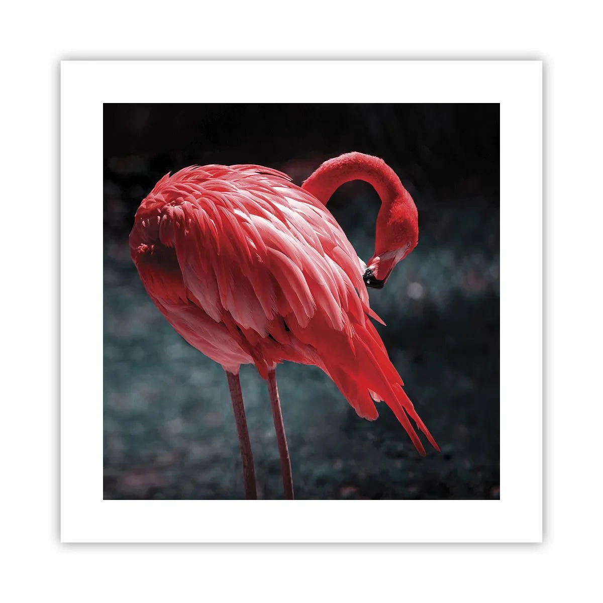 Poster - Poemul purpuriu al naturii - 40x40 cm