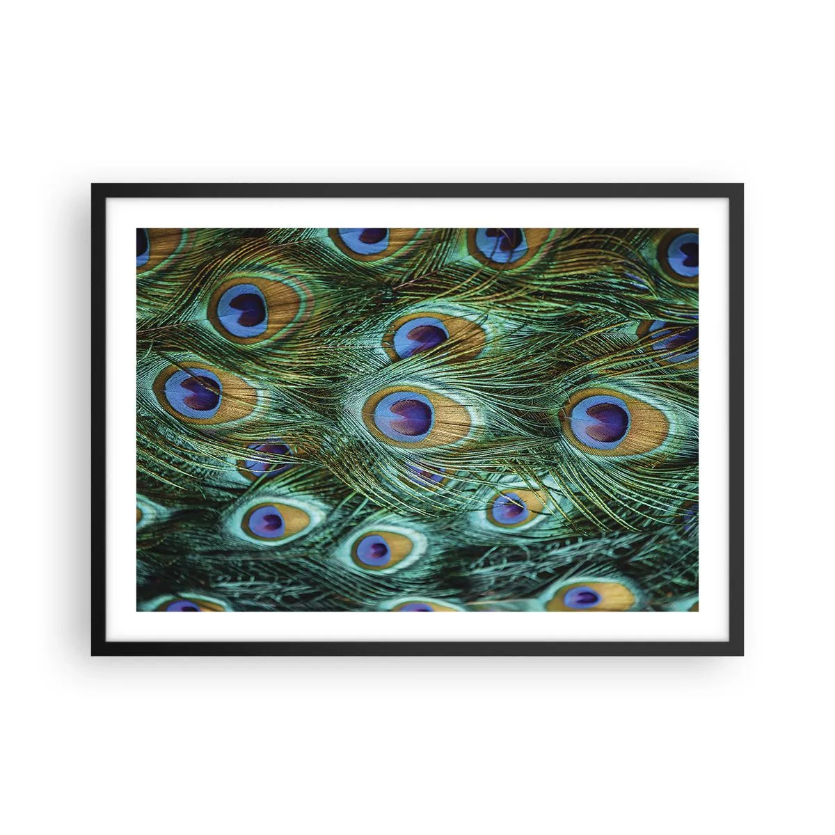 Poster în ramă neagră - O privire cu ochi de păun - 70x50 cm