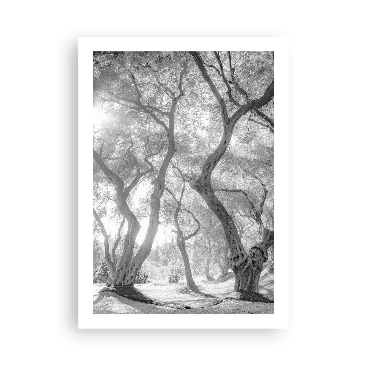 Poster - Într-o livadă de măslini - 50x70 cm