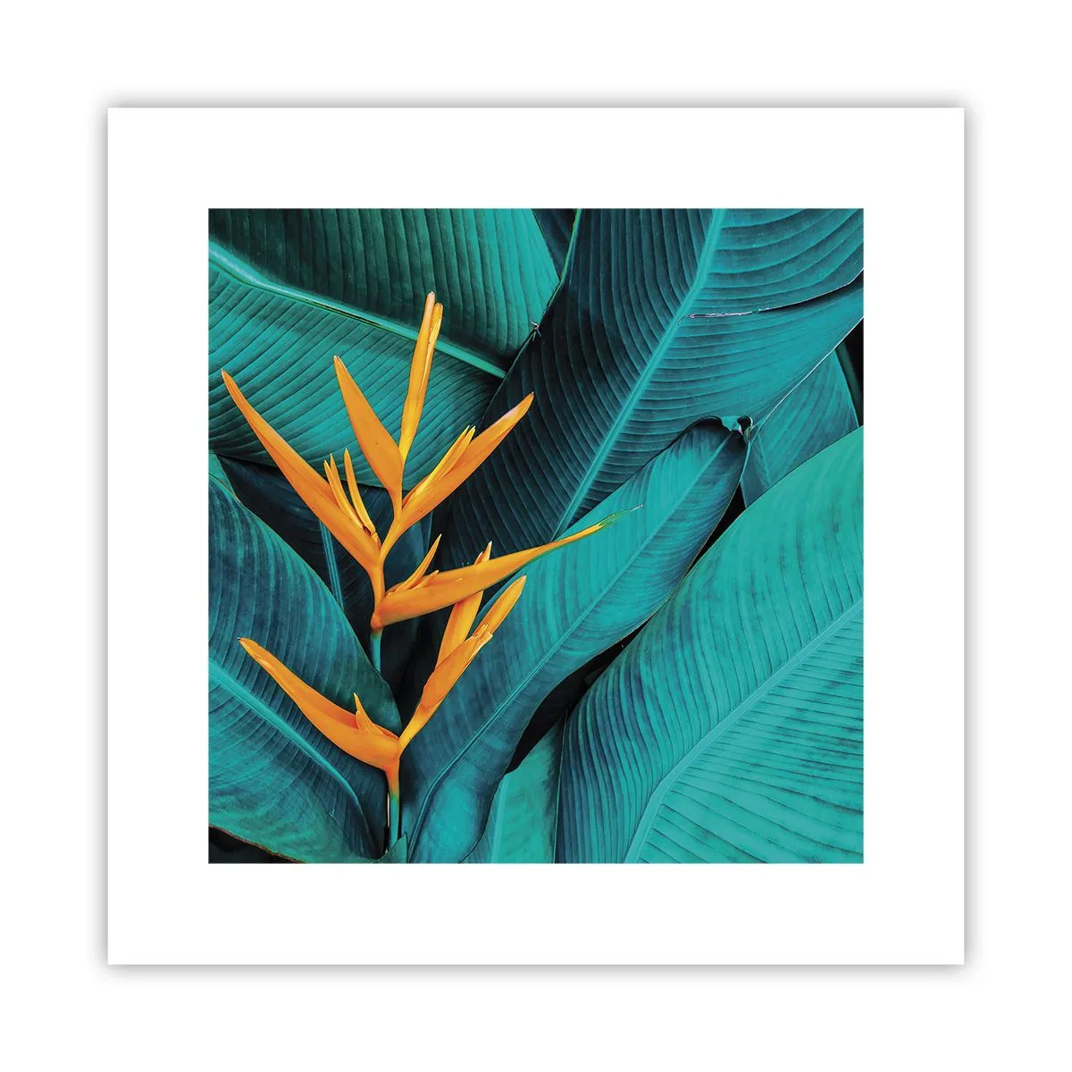 Poster - Floarea Edenului - 30x30 cm