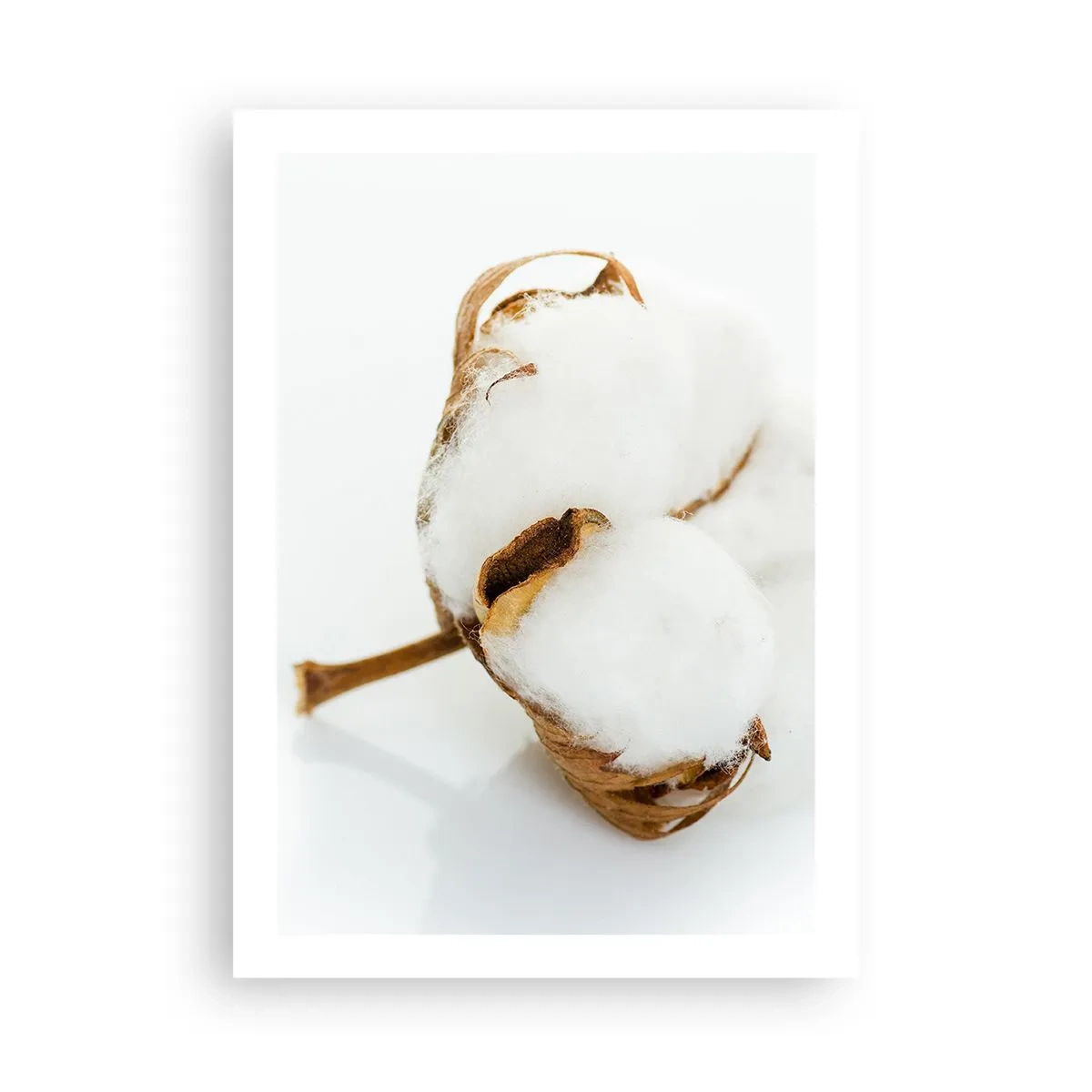 Poster - Moale prin natură - 50x70 cm