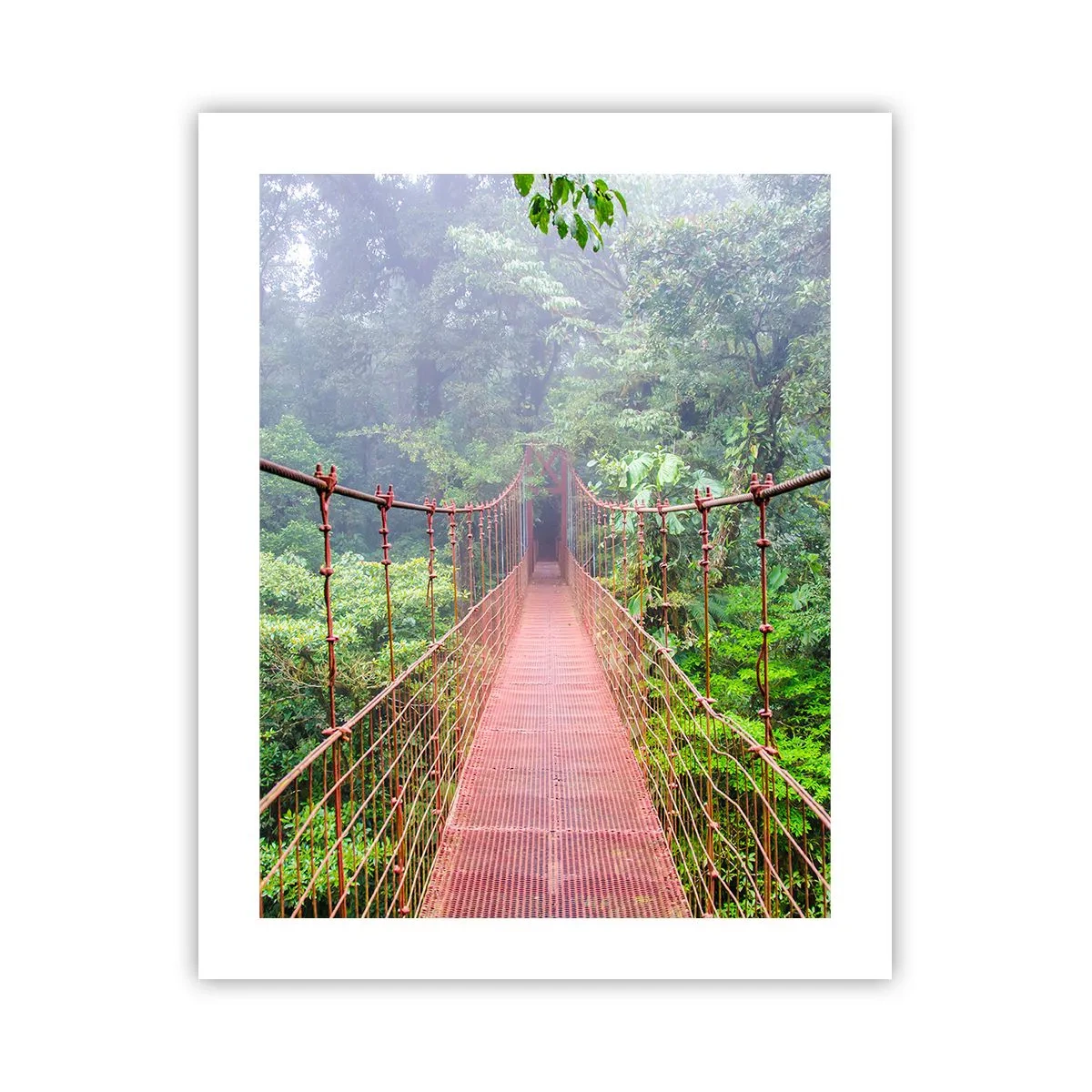 Poster - Suspendat deasupra coroanelor arborilor - 40x50 cm