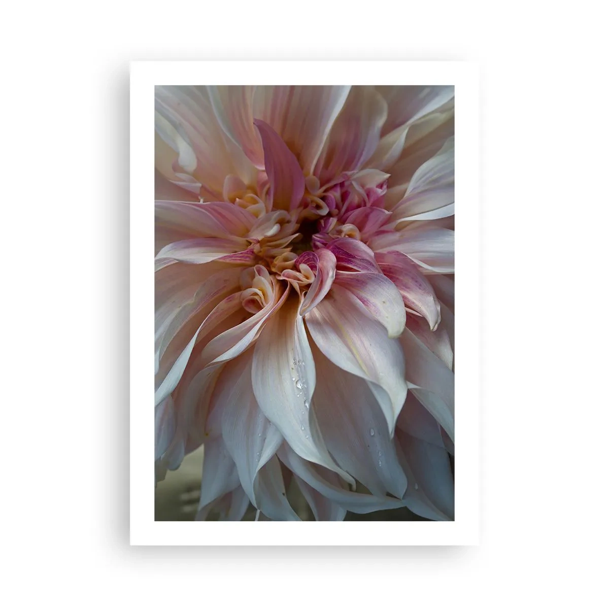 Poster - Prospețime înfloritoare - 50x70 cm